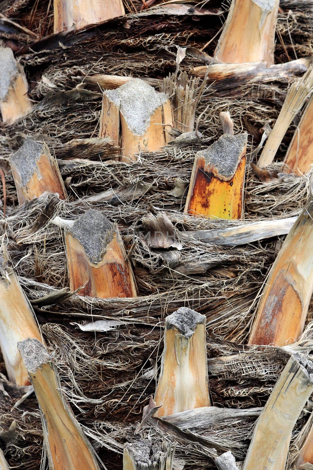 Tropical cut branches wood bark structure background. Palm tree bark texture.