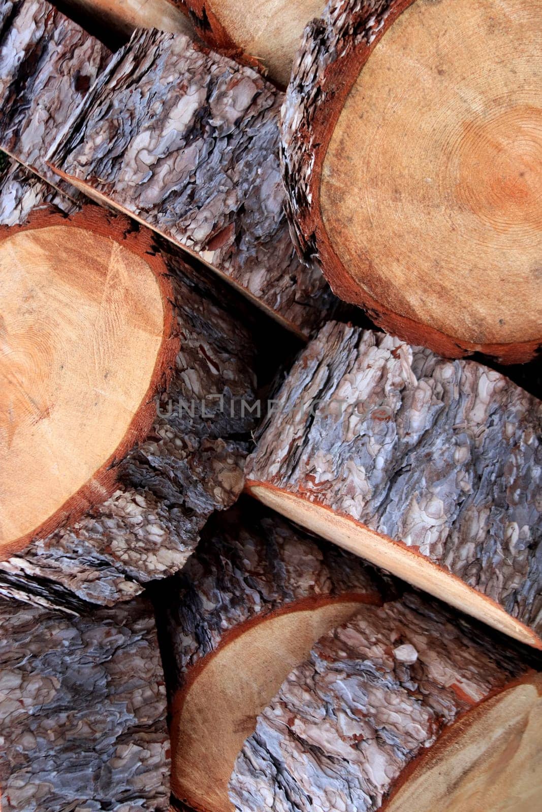 Tree rings sections texture. Tree trunk slices backdrop. Wooden timber pieces background.