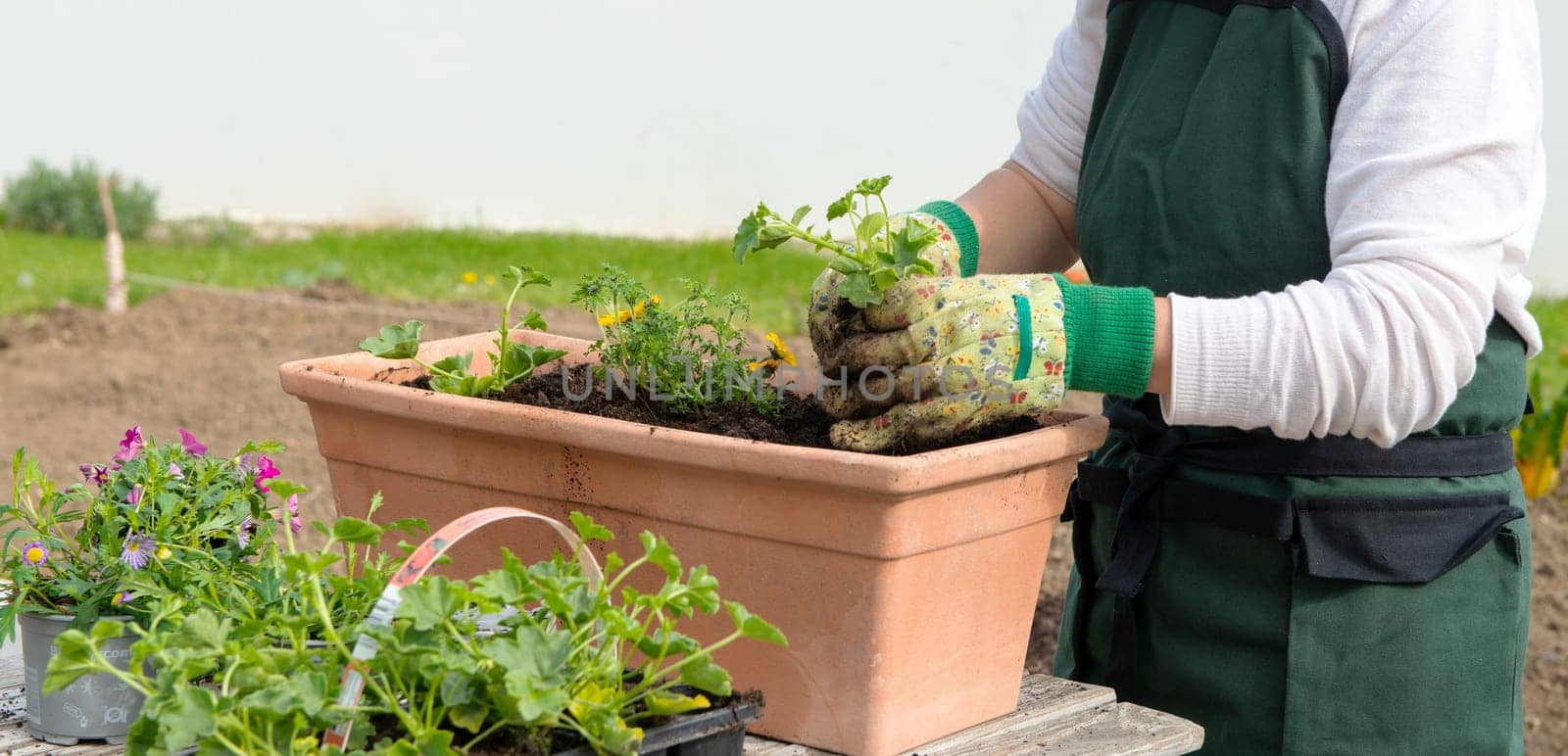 a close up of hands of woman potting flowers