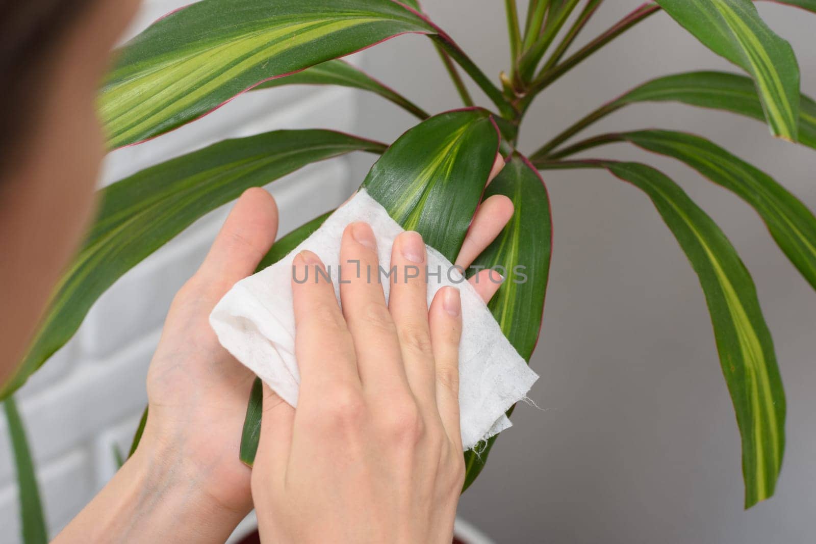 Girl wipes dust from long-stemmed indoor plants
