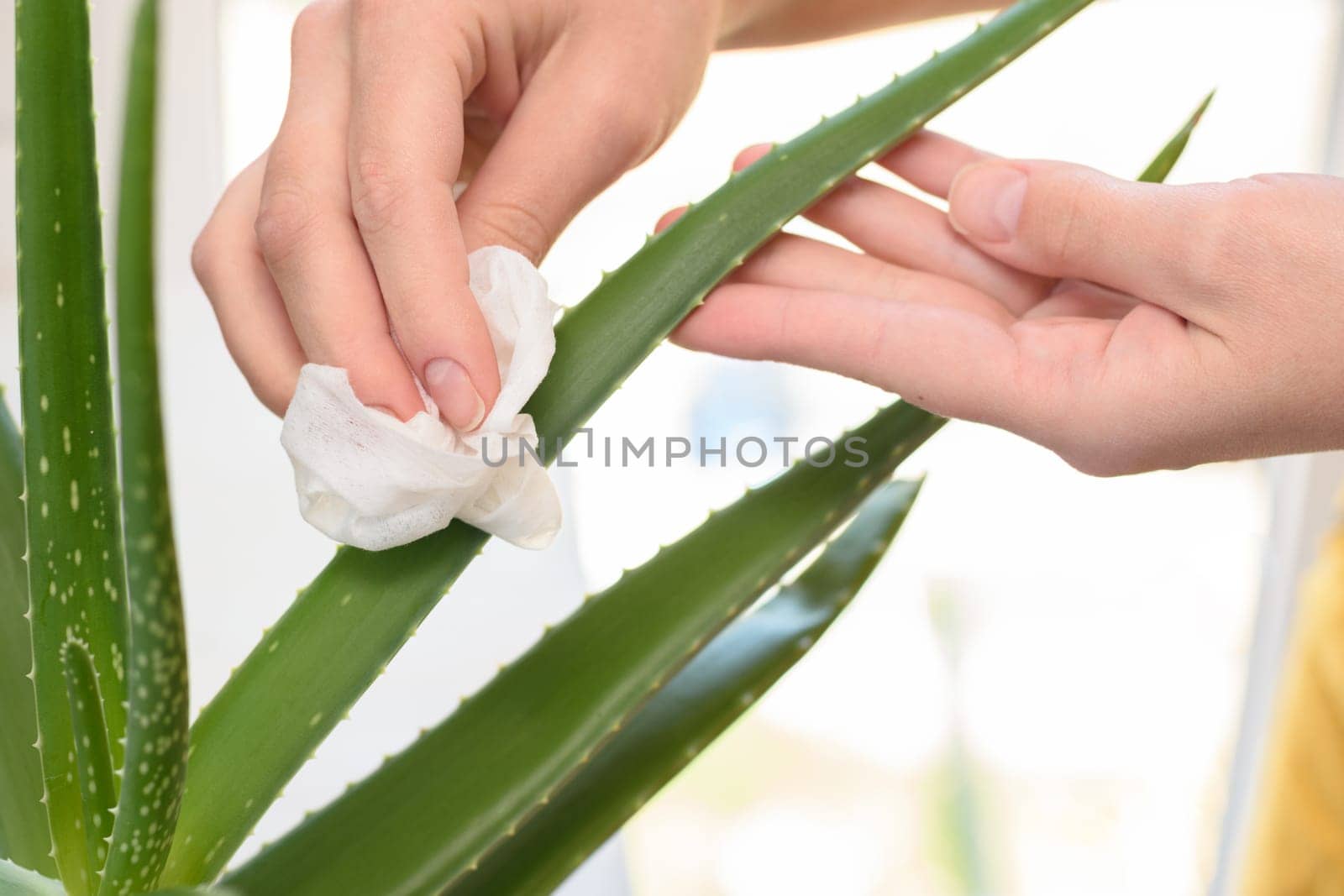 Girl wipes dust from an aloe indoor plant