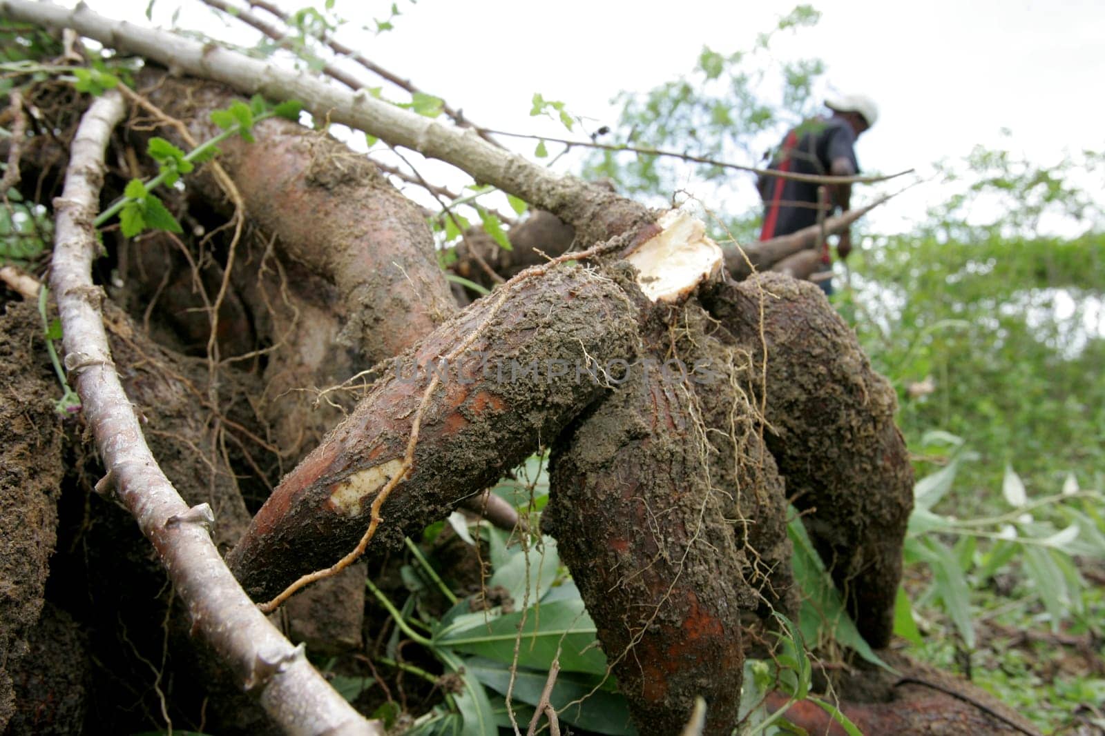eunapolis, bahia / brazil - april 28, 2011: Farmer is seen during Cassava harvesting for flour production in the city of Eunapolis.