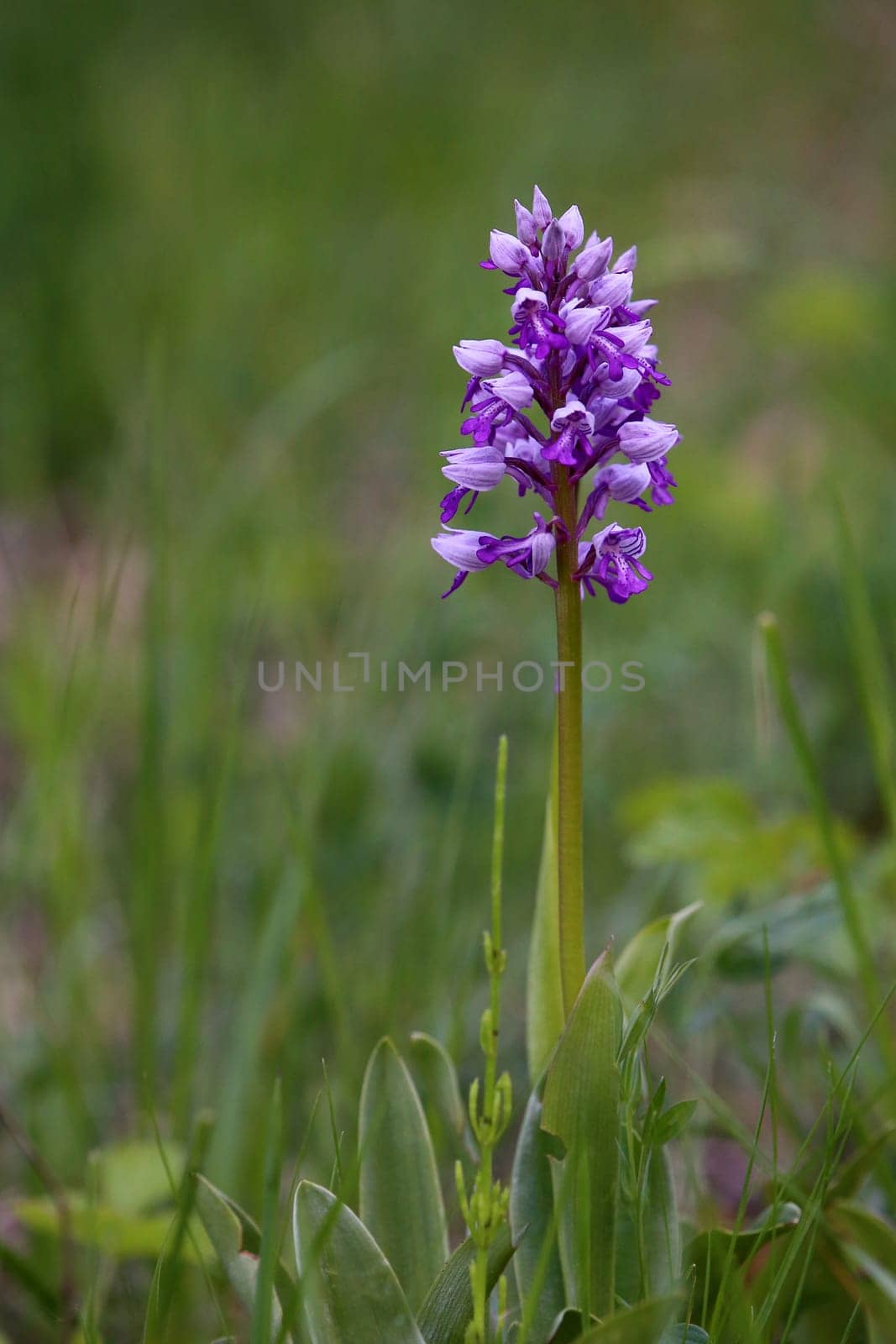Helmet orchid Orchis militaris from the NSG Frauenweilerwiesen