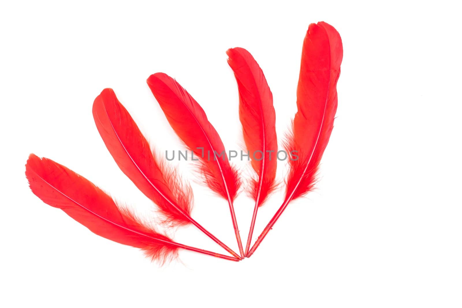 Chilli red feathers on a white background