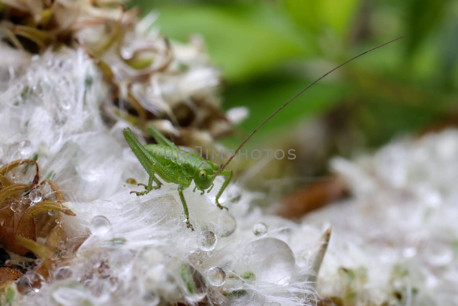 Grasshopper with dew on the blooming lush flower. Floral macro background. Water drops on blossom shaggy plant.