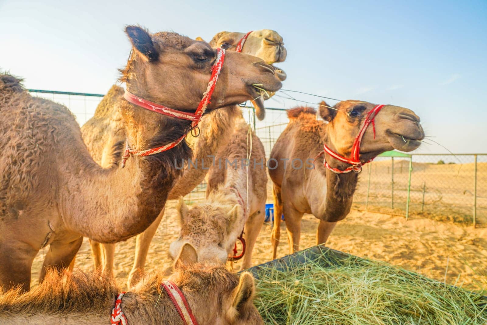 Of the Arabian desert camel (United Arab Emirates). Shooting Location: Dubai