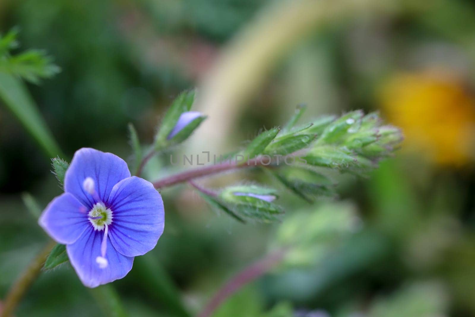 Two blue flowers with a buds. Summer flora background.