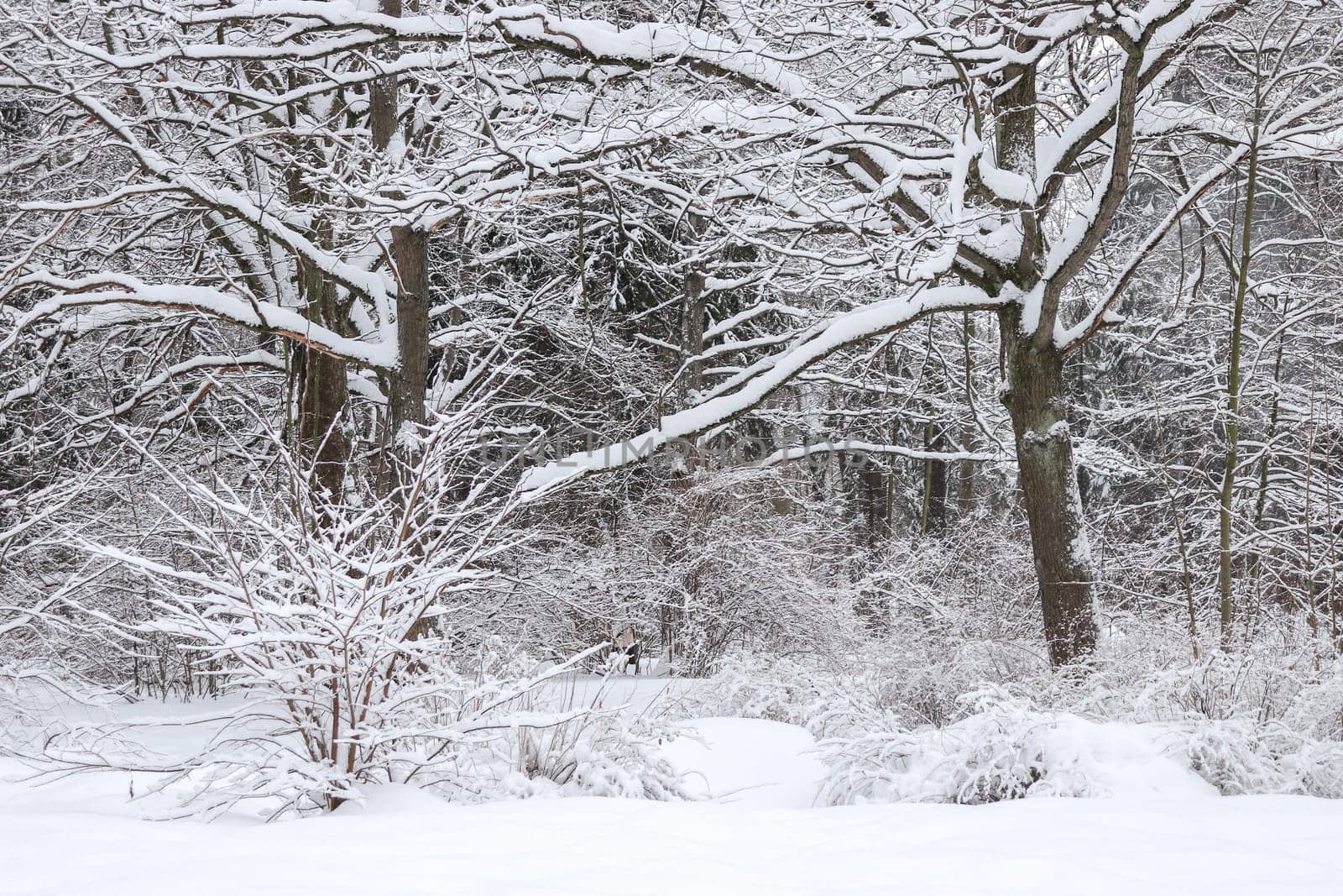 Trees with branches under snows