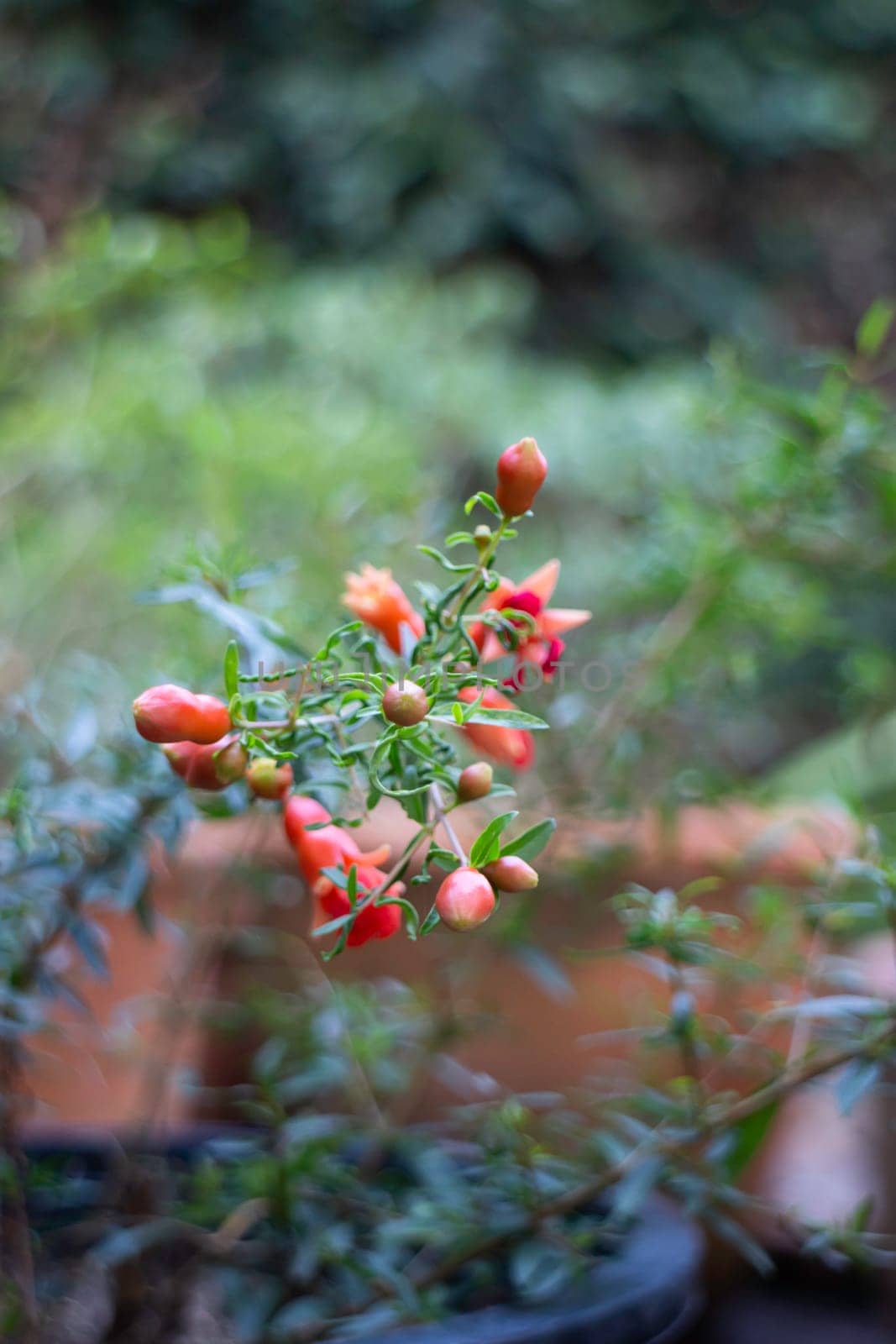 Beautiful red pomegranate flower on a bush, stock photo