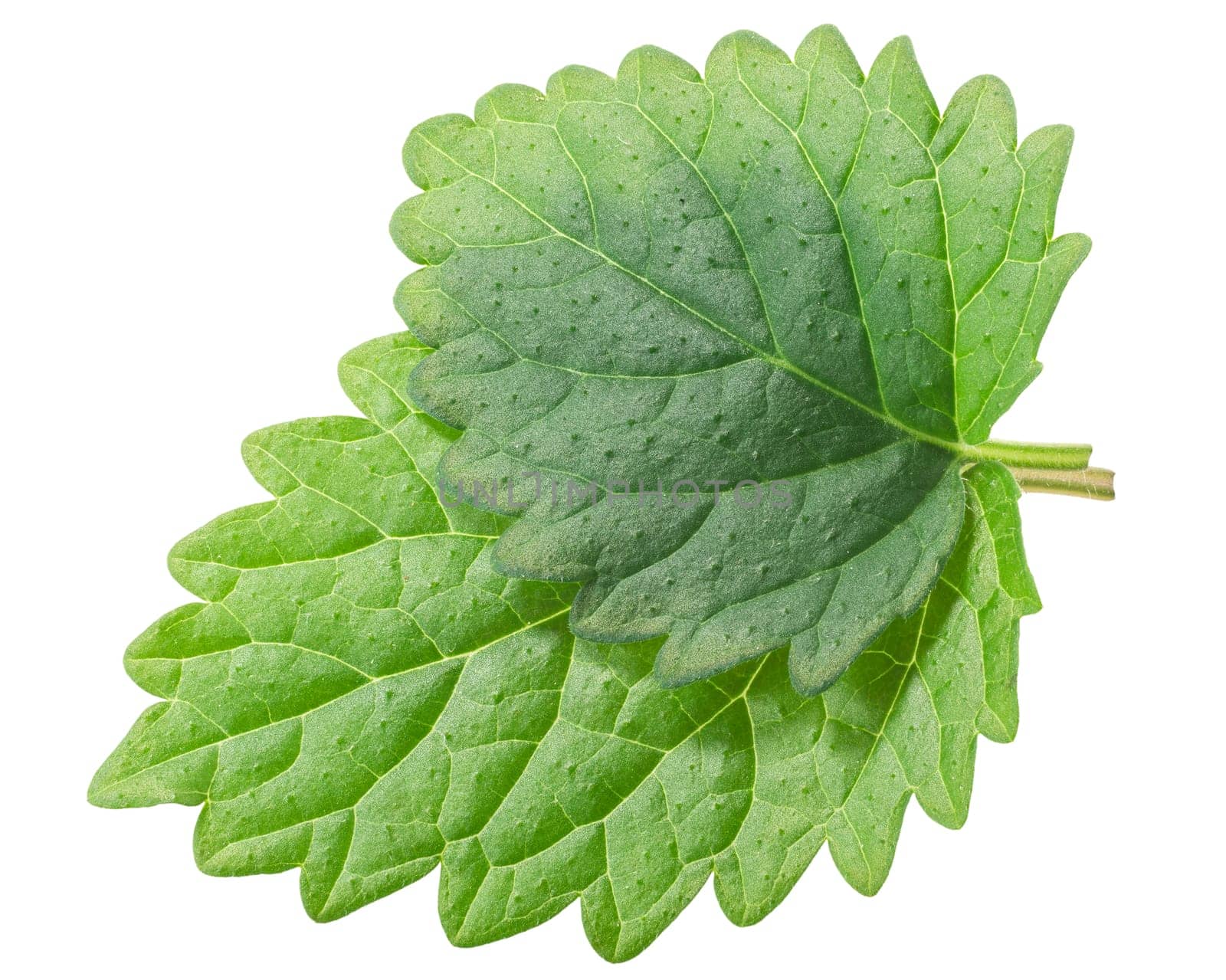Lemon balm or mint balm leaves (Meliisa officinalis ) isolated, top view