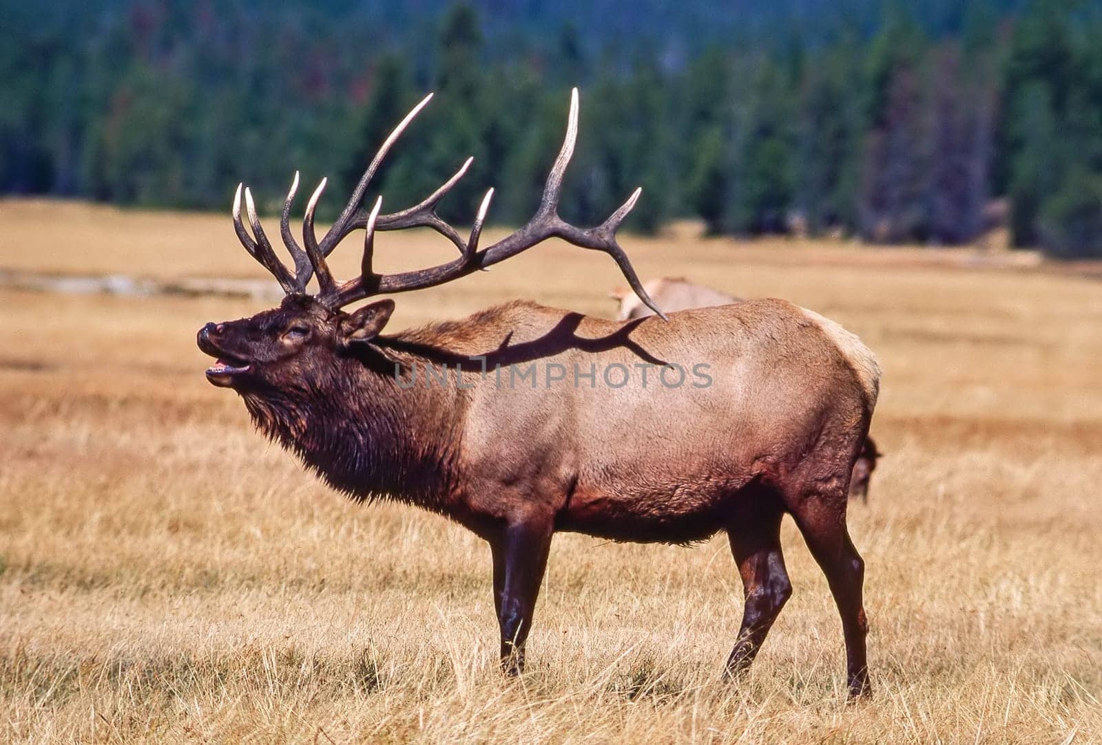 Elk Rut in Yellowstone National Park