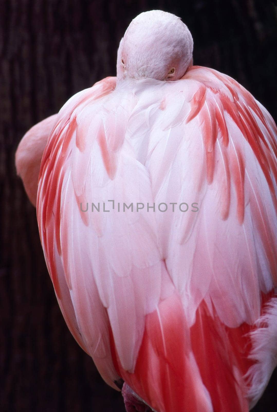 Close up of a Chilean Flamingo (Phoenicopterus chilensis)
