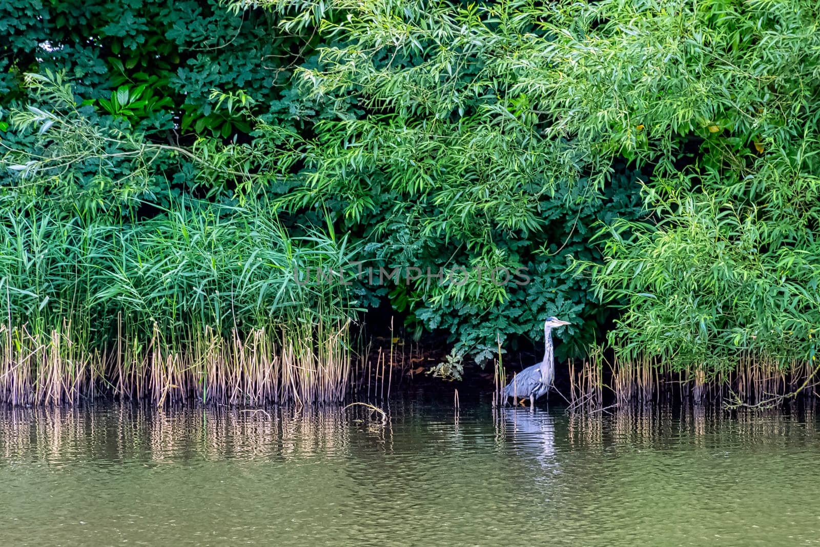 Wild grey heron (Ardea cinerea) in British park