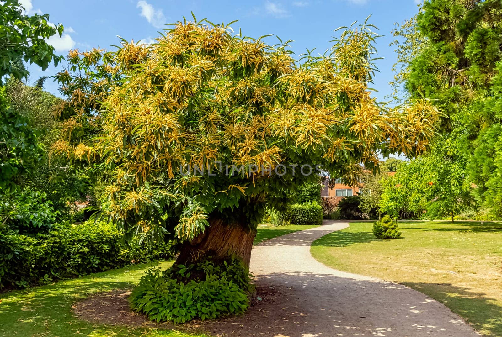 Castanea sativa known as sweet chestnut or Spanish chestnut