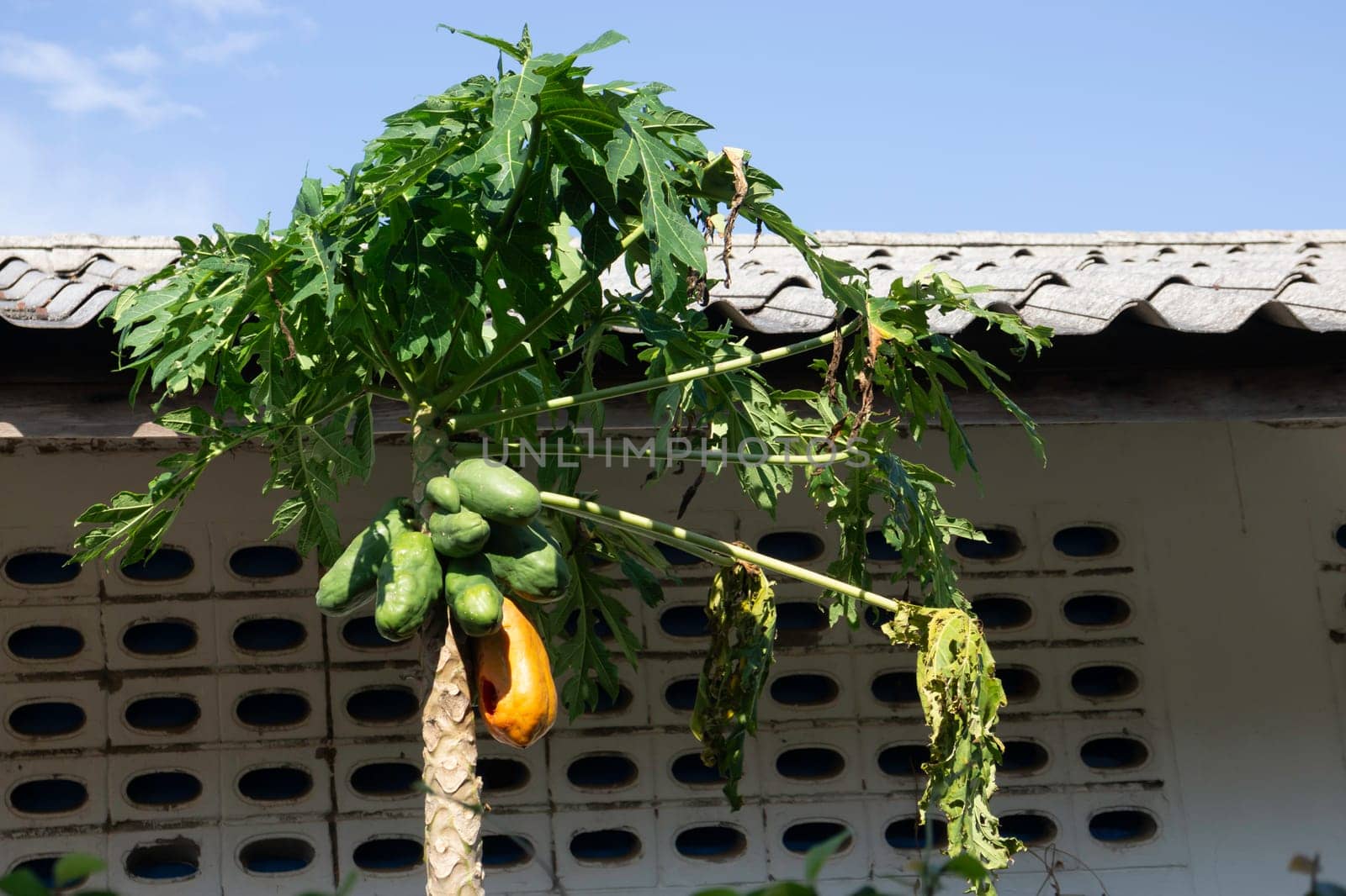Papaya is ripe on tree, stock photo