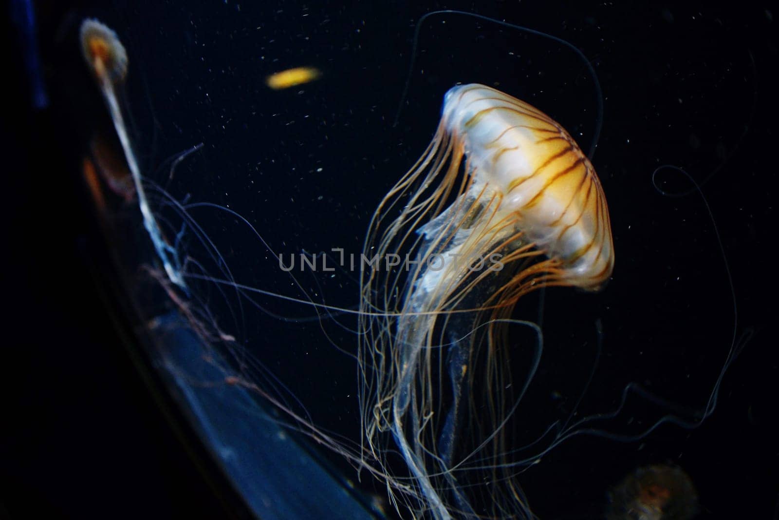 Jellyfish image. Shooting Location: Yokohama-city kanagawa prefecture