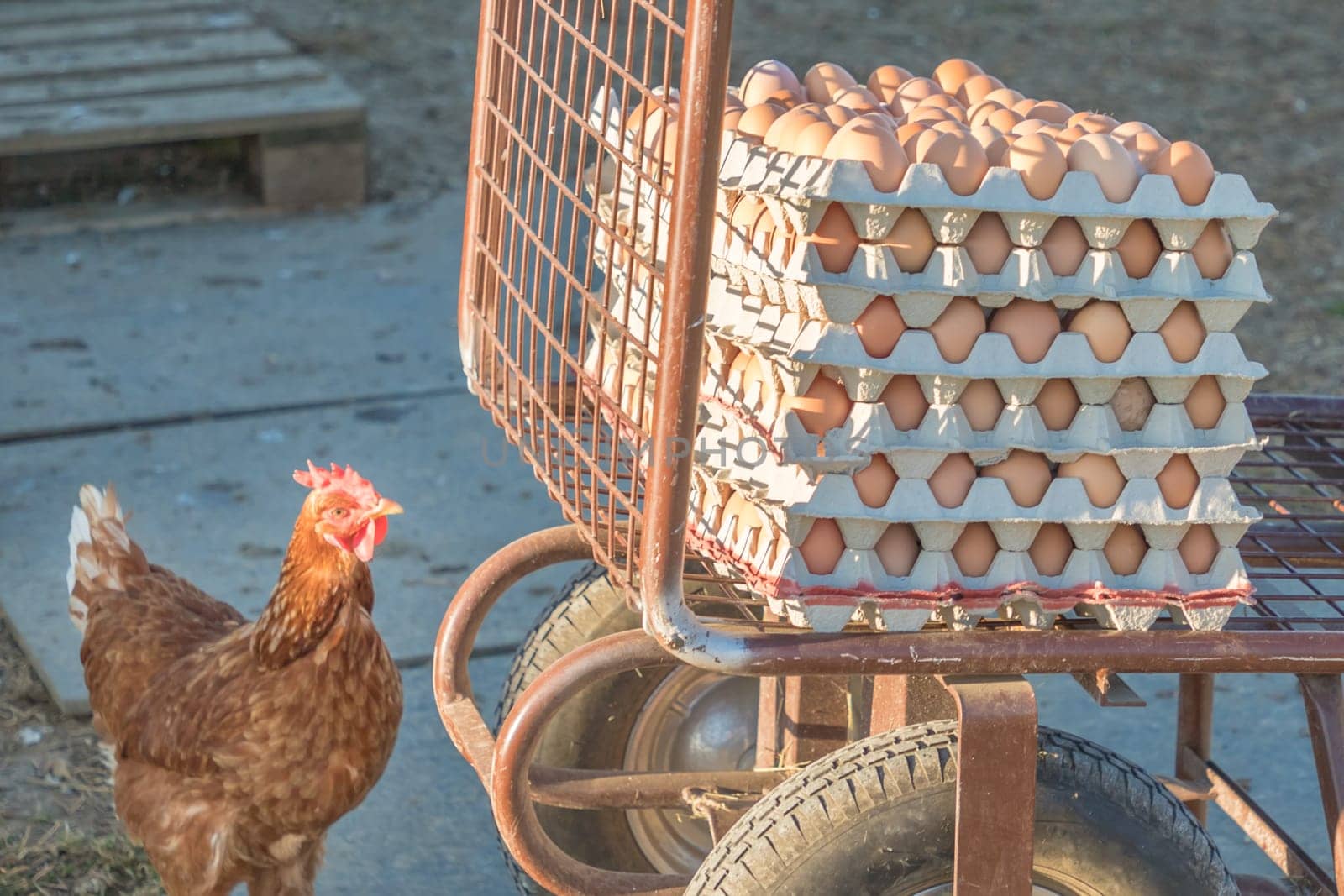 Domestic hen looking at rural agriculture wheelbarrow. Ecological animal farming and self sufficiency by sustainable fowl livestock.