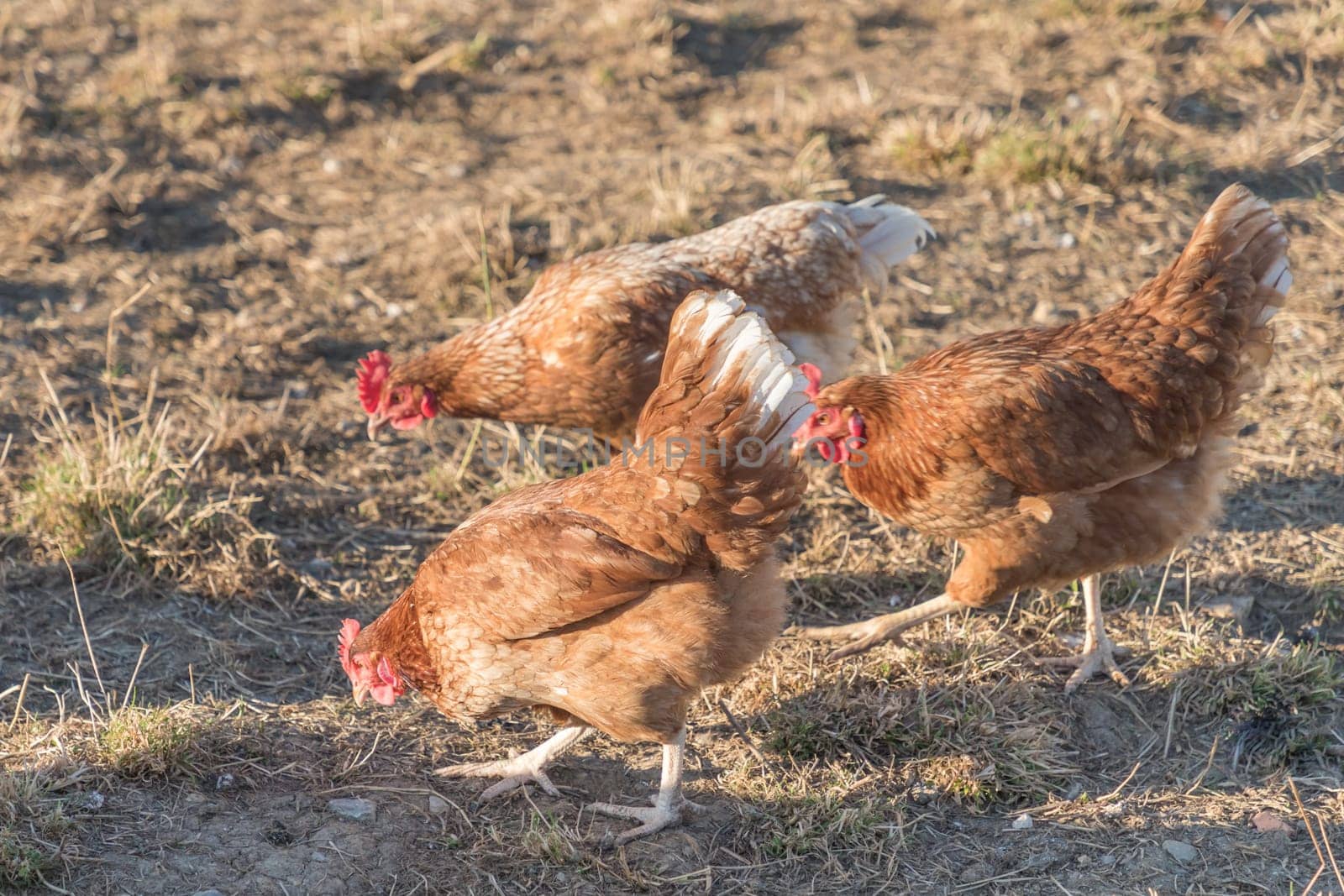 Rural agriculture scene with free happy hens outdoor. Ecological animal farming and self sufficiency by sustainable fowl livestock.