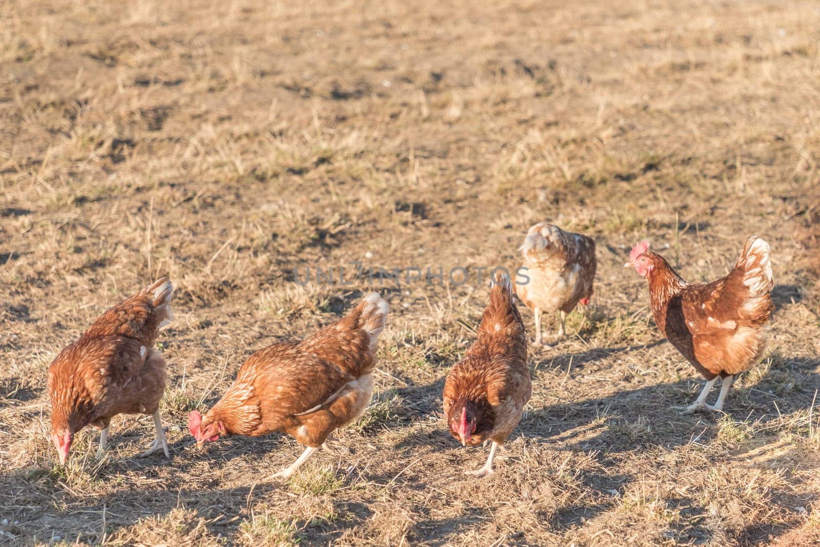 Rural agriculture scene with free happy hens outdoor. Ecological animal farming and self sufficiency by sustainable fowl livestock.