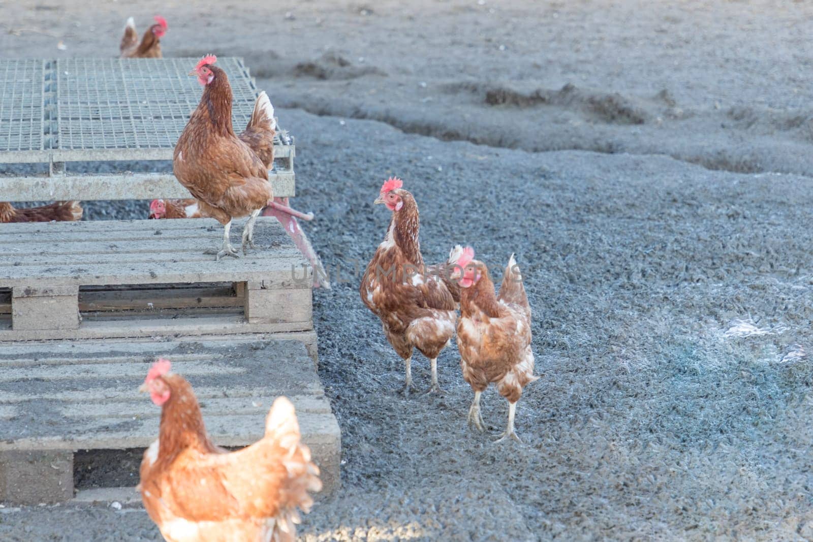 Rural agriculture scene with free happy hens outdoor. Ecological animal farming and self sufficiency by sustainable fowl livestock.
