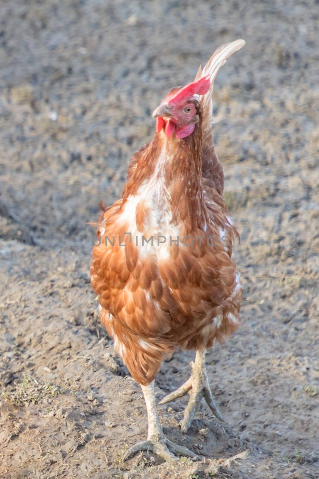 Rural agriculture scene with free happy hen outdoor. Ecological animal farming and self sufficiency by sustainable fowl livestock.
