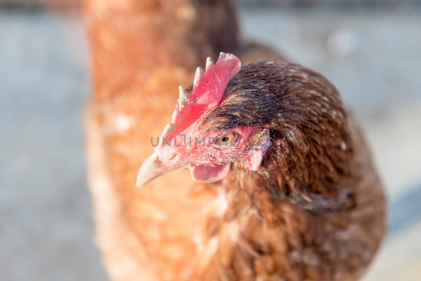Rural agriculture scene with happy hen head looking left. Ecological animal farming and self sufficiency by sustainable fowl livestock