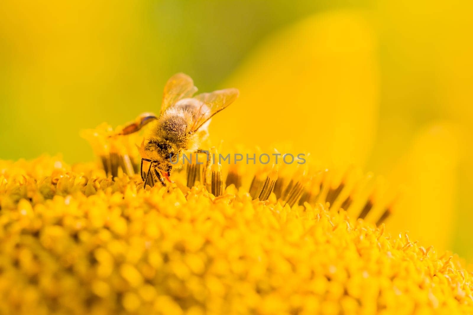 Animal is sitting collecting in sunny summer sunflower. Important for environment ecology sustainability. Awareness of climate change.