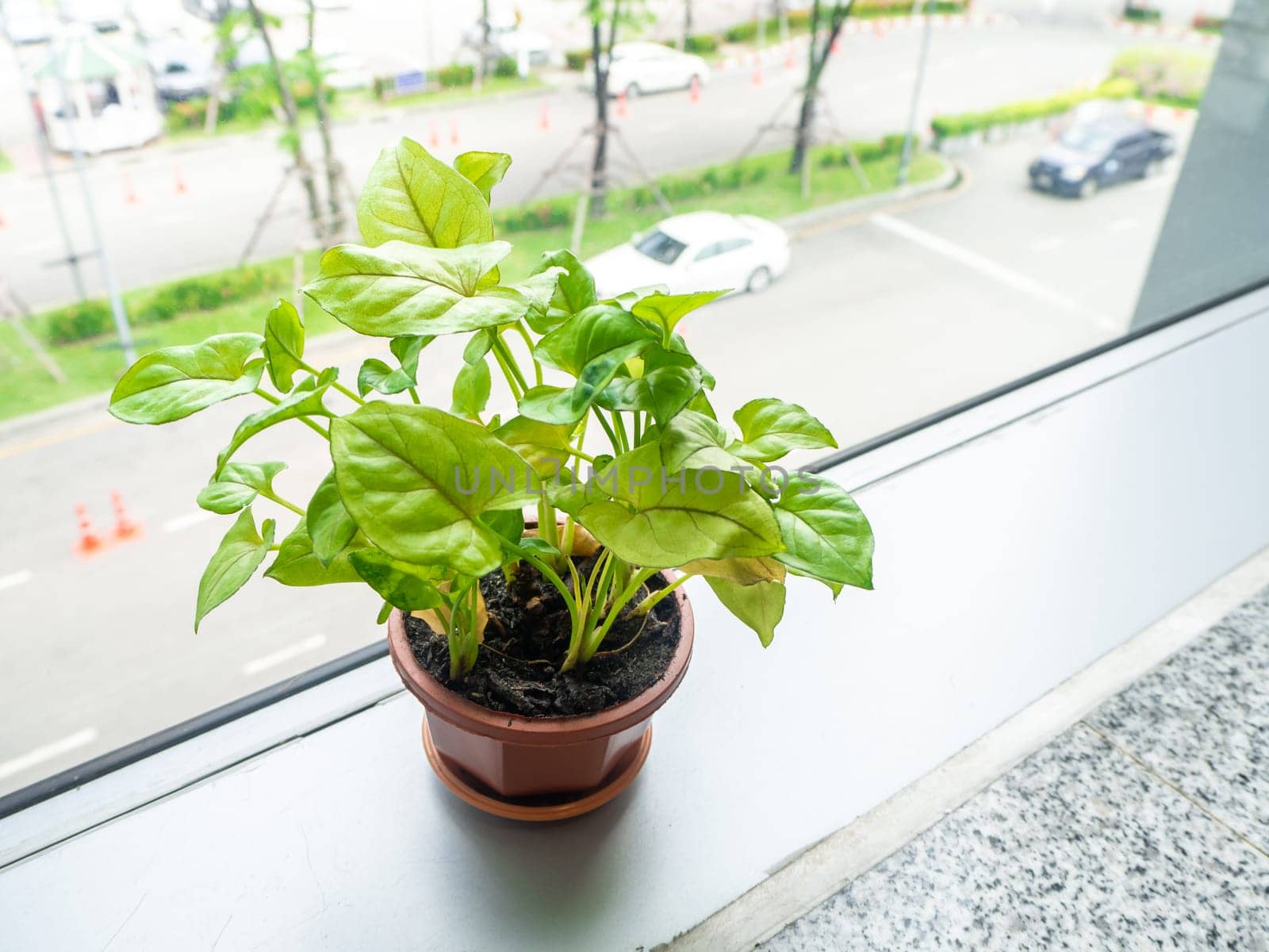 Small tree in a pot on modern building glass window