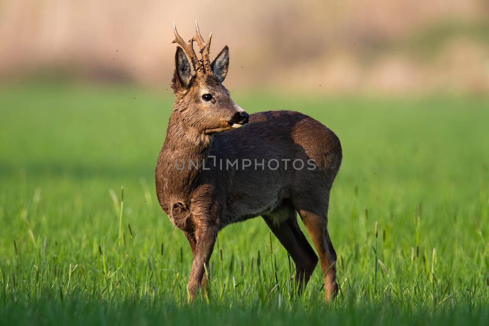 Attentive roe deer, capreolus capreolus, buck looking behind in early morning sunlight. Alert male animal with antlers and brown fur in green grass with clear background. Roebuck in spring.