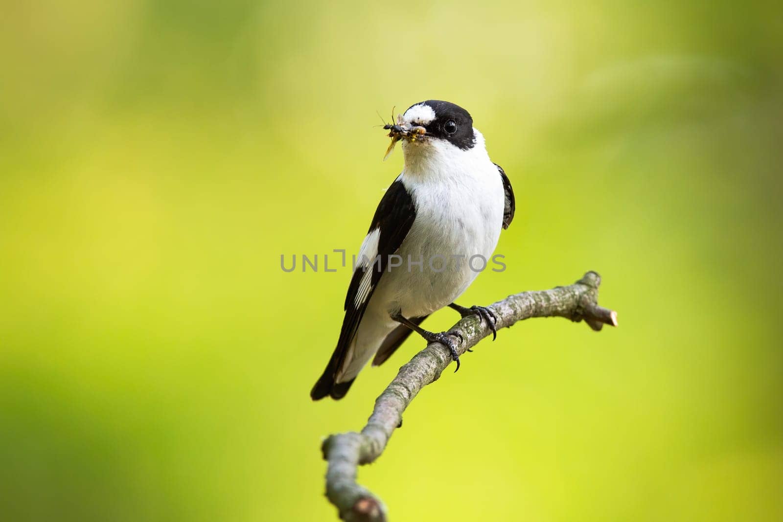 Black and white european pied flycatcher, ficedula hypoleuca, hunting in the countryside. Flycatcher holding an insect in the beak. Small avian hunter resting on the thin twig on the sunlight.