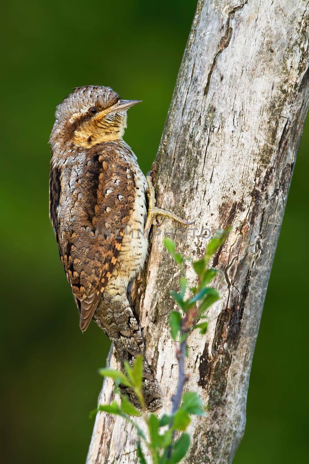 Enchanting eurasian wryneck, jynx torquilla, with beautiful plumage colour masking himself on the tree. Bird using camouflage in the forest. Bird behaviour in the nature. Woodpecker sitting on tree.