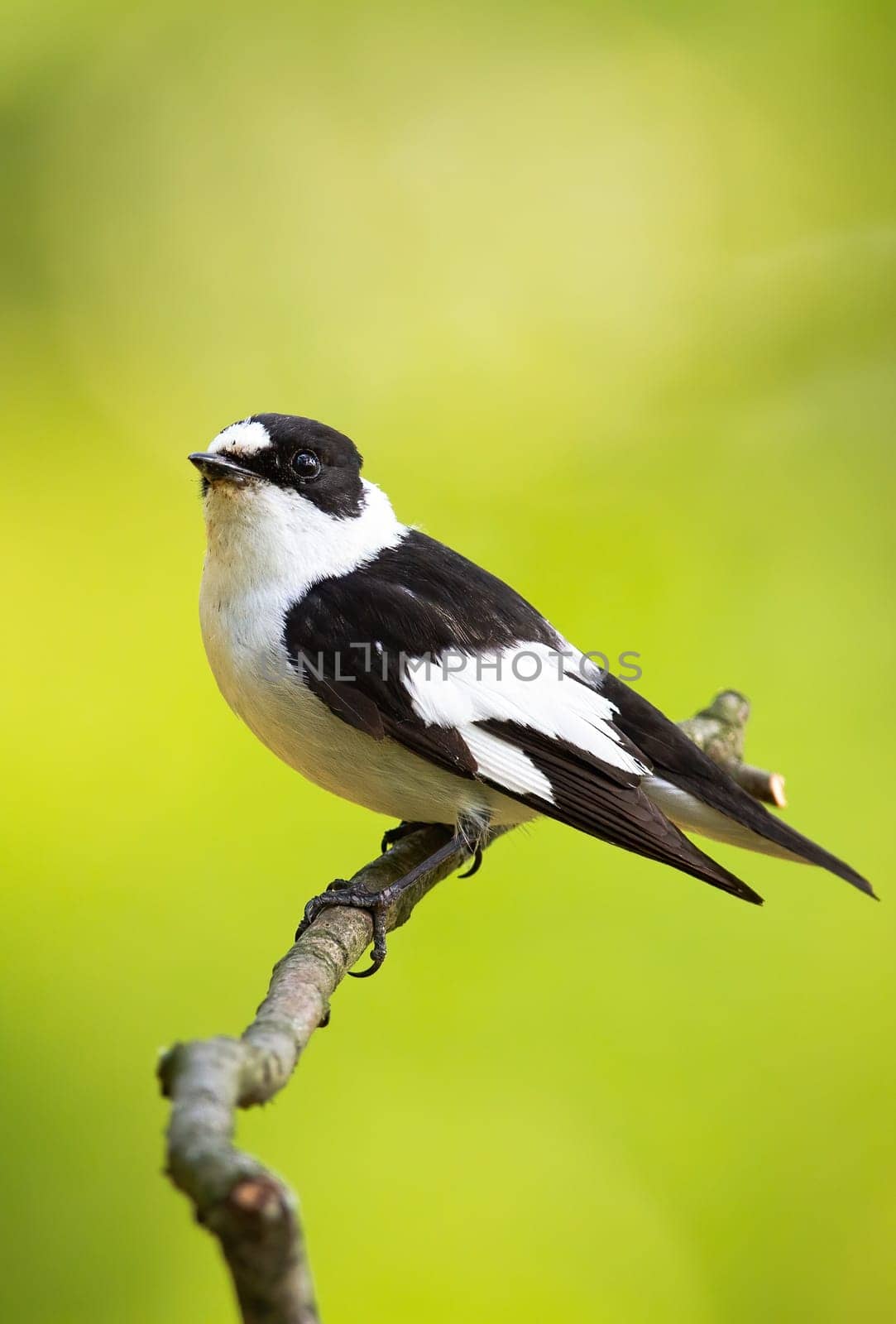 Little european pied flycatcher, ficedula hypoleuca, perched on the thin twig and observing the surroundings. Black and white european bird in the wild nature. Animal with plumage looking innocent.