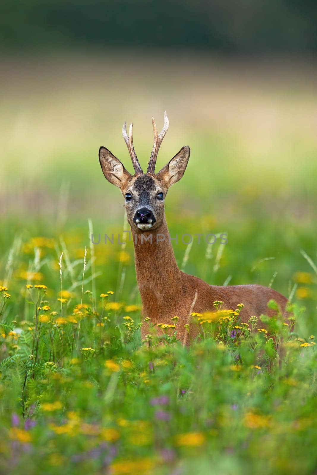 Interested roe deer, capreolus capreolus, buck observing on blossoming meadow with yellow wildflowers. Impressive wild animal facing camera in green summer nature environment in vertical composition.