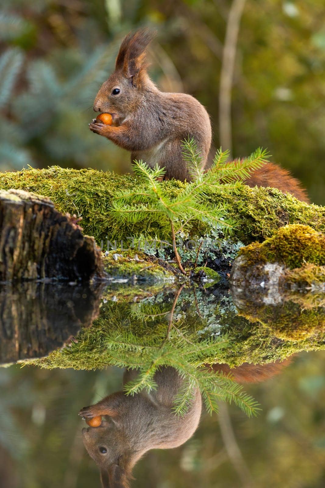 Red squirrel, sciurus vulgaris, holding a nut and feeding on it in spring forest with reflection on water surface of a pond. Symmetrical vertical composition of a furry wild mammal.