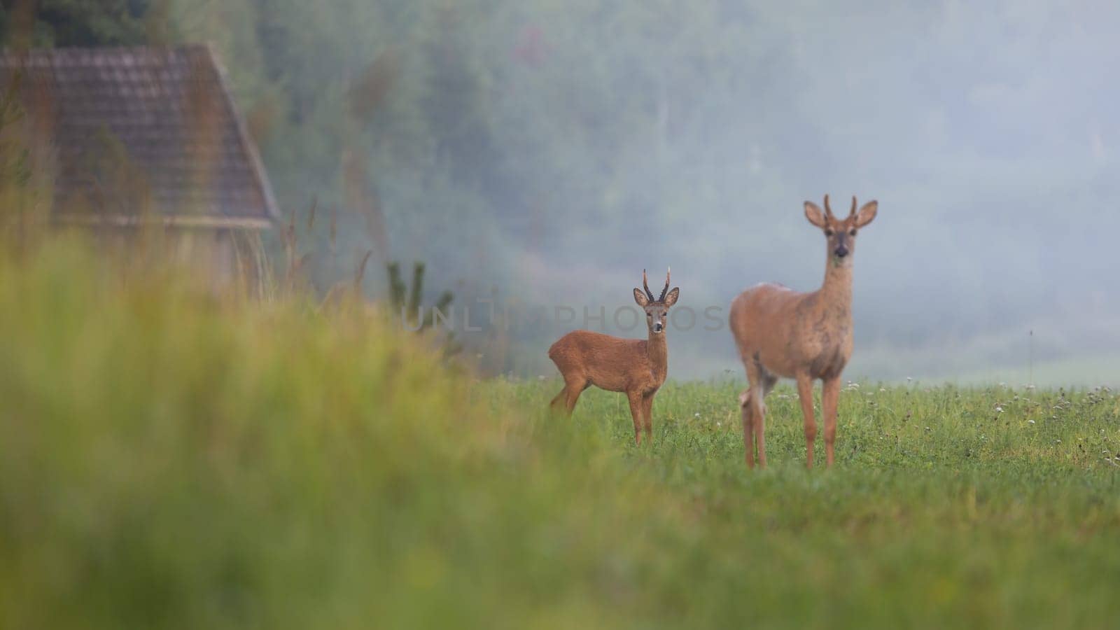 Roe deer buck and white-tailed deer stag standing on field with green grass in summer nature. Differently sized species of mammals in countryside near farm.