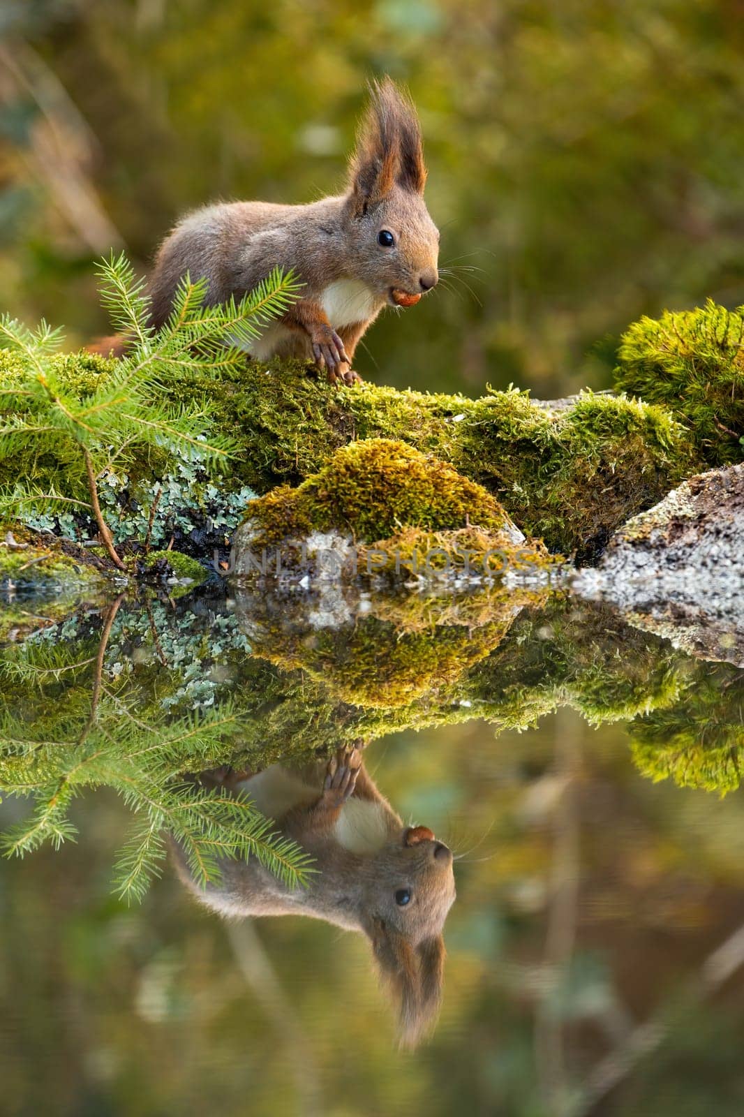 Cute red squirrel, sciurus vulgaris, feeding with nuts on moss covered rocks near water with copy space. Wild animal near fishpond in forest with reflection on water.