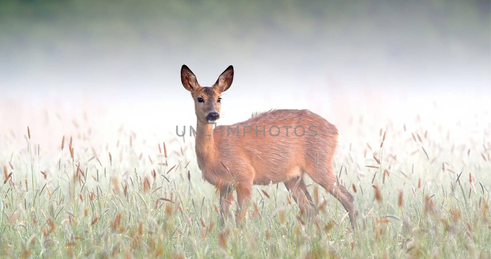 Surprised roe deer, capreolus capreolus, doe staring on meadow in foggy spring nature. Atmosphere of early morning in wilderness with grass wet from dew and wild animal from side.