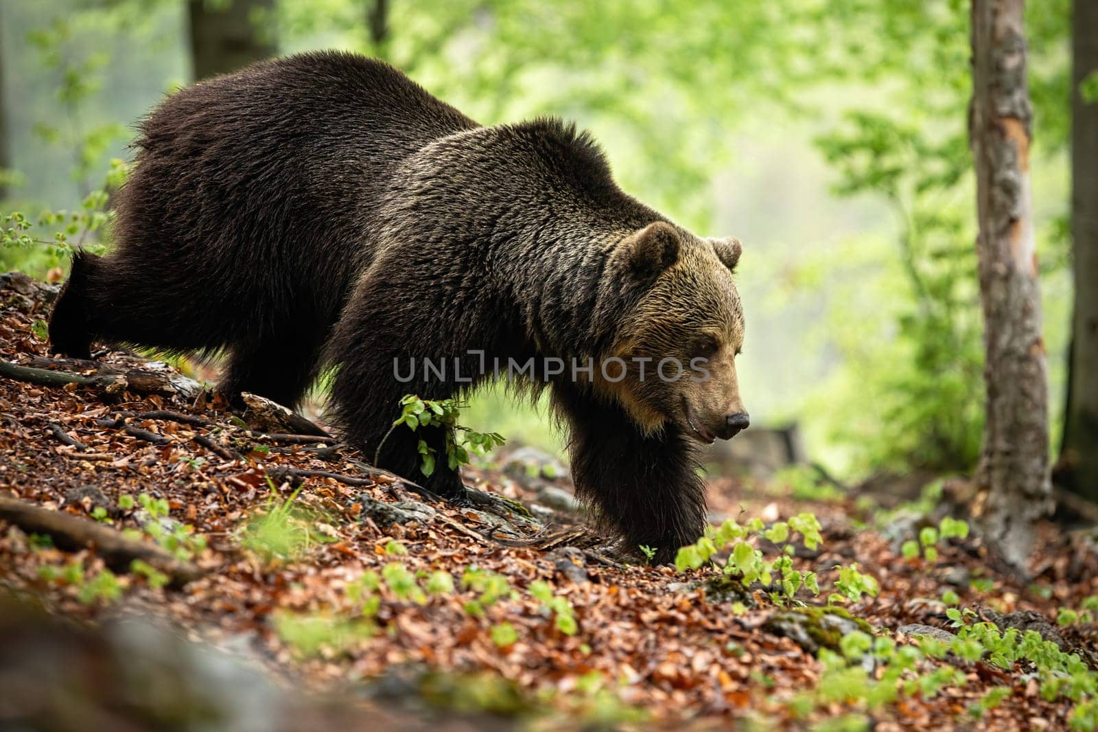 Strong brown bear, ursus arctos, walking in forest in summer nature, Slovakia, Europe. Majestic wild animal going with leg stretched forward on hillside between trees.