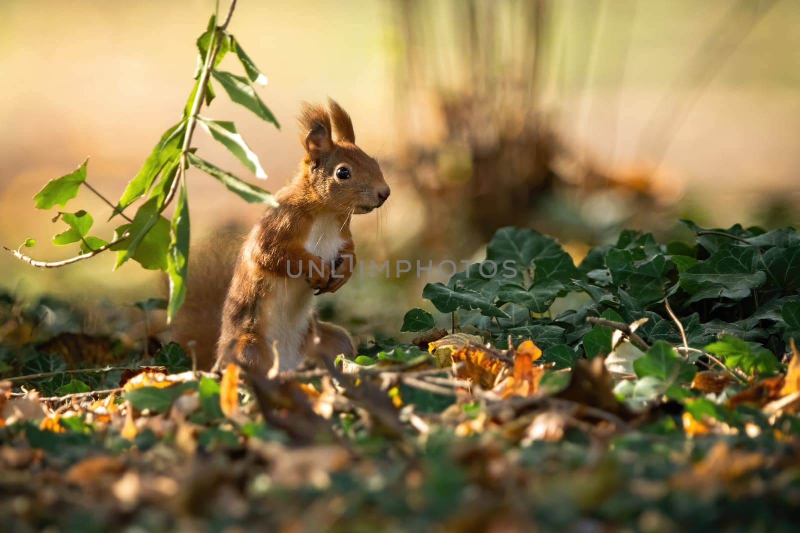 Attentive red squirrel, sciurus vulgaris, standing on rear legs in upright position on the ground with leafs in summer at sunset. Fluffy mammal with orange fur from front view with copy space.