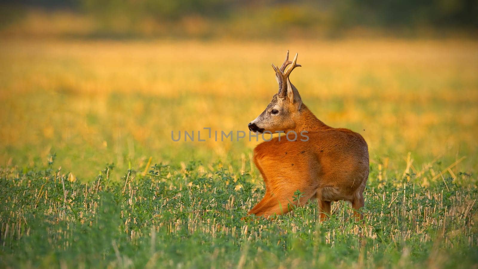 Cute roe deer, capreolus capreolus, buck with antlers stretching its neck and watching behind on a filed at sunset. Elegant wild animal in summer nature.