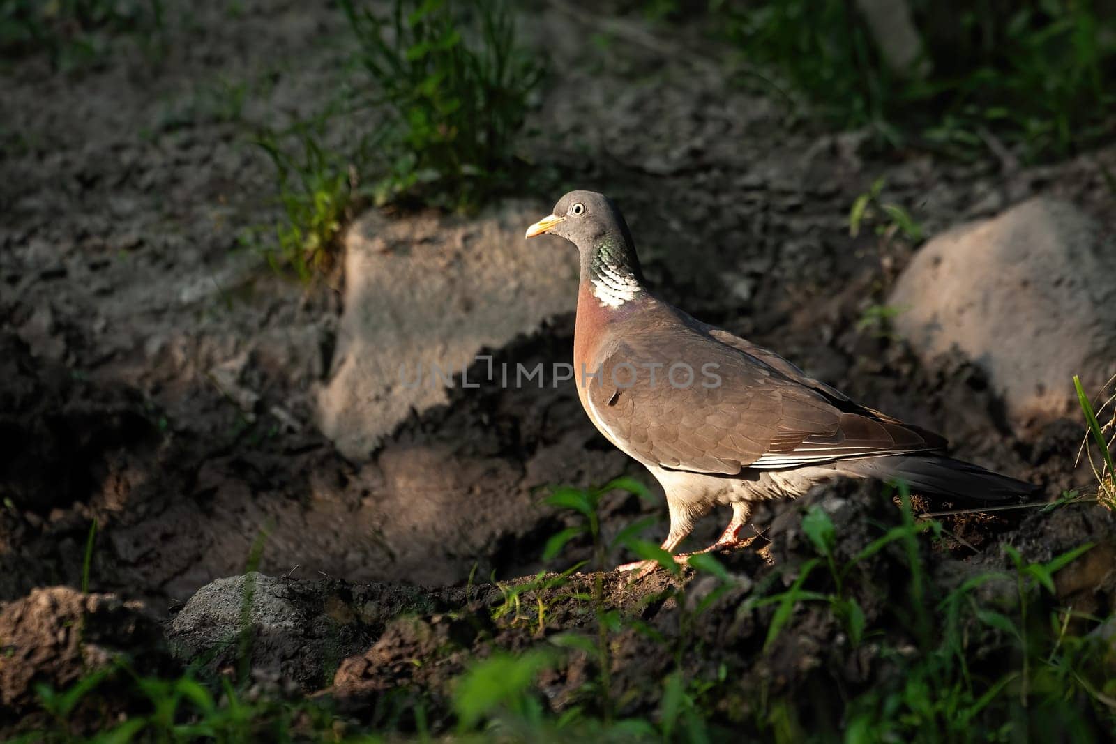 Big common wood pigeon, columba palumbus, standing on the ground in dark forest in last sun rays. Colorful wild bird looking aside from profile view in summer nature. Animal wildlife scenery.