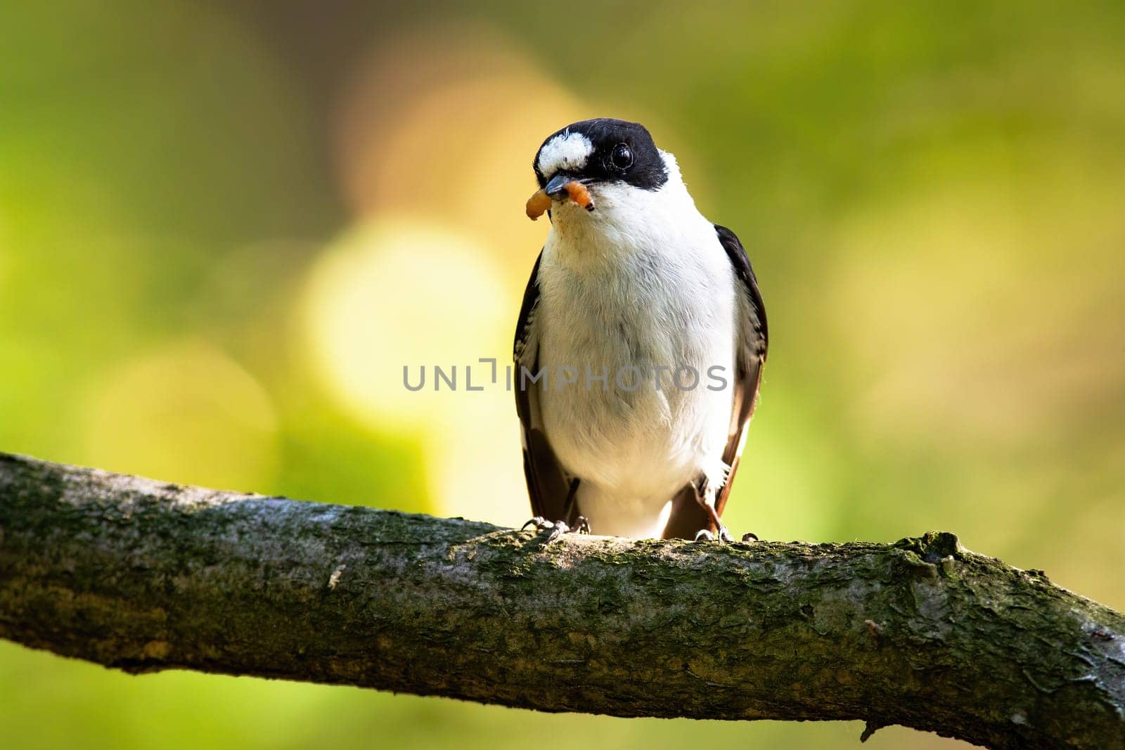 Adult european pied flycatcher, ficedula hypoleuca, resting perched on the sunshine with insect in the beak. Flycatcher hunting on the countryside. Small black and white bird eating on the tree.