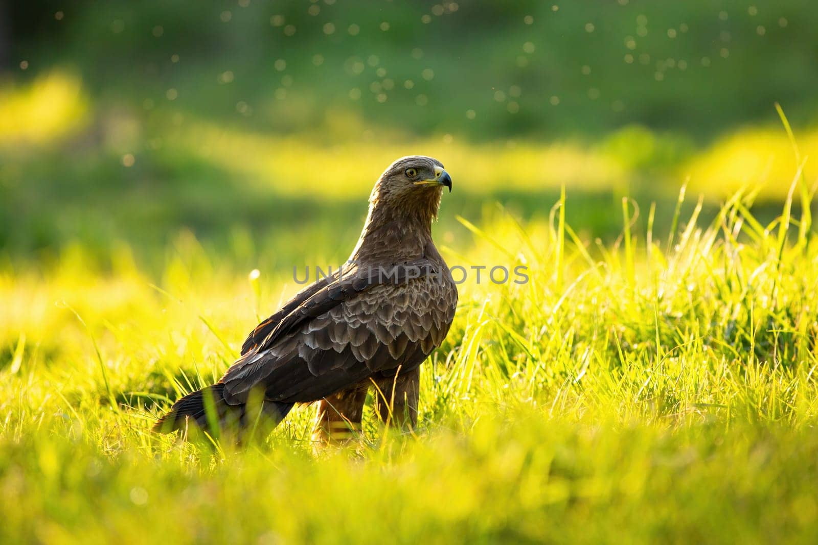 Lesser spotted eagle, clanga pomarina, with sharp beak sitting on the ground and looking back in summer at sunset. Fierce bird of prey standing on meadow with copy space.