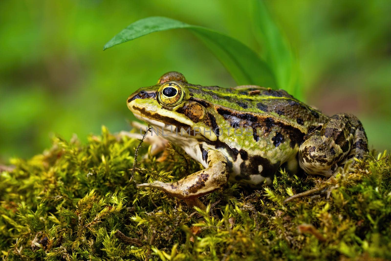 Inconspicuous edible frog, pelophylax esculentus, hiding below a green leaf in summer. Camouflaged wild animal merging with the environment. Amphibian looking with large eye in nature from side view.