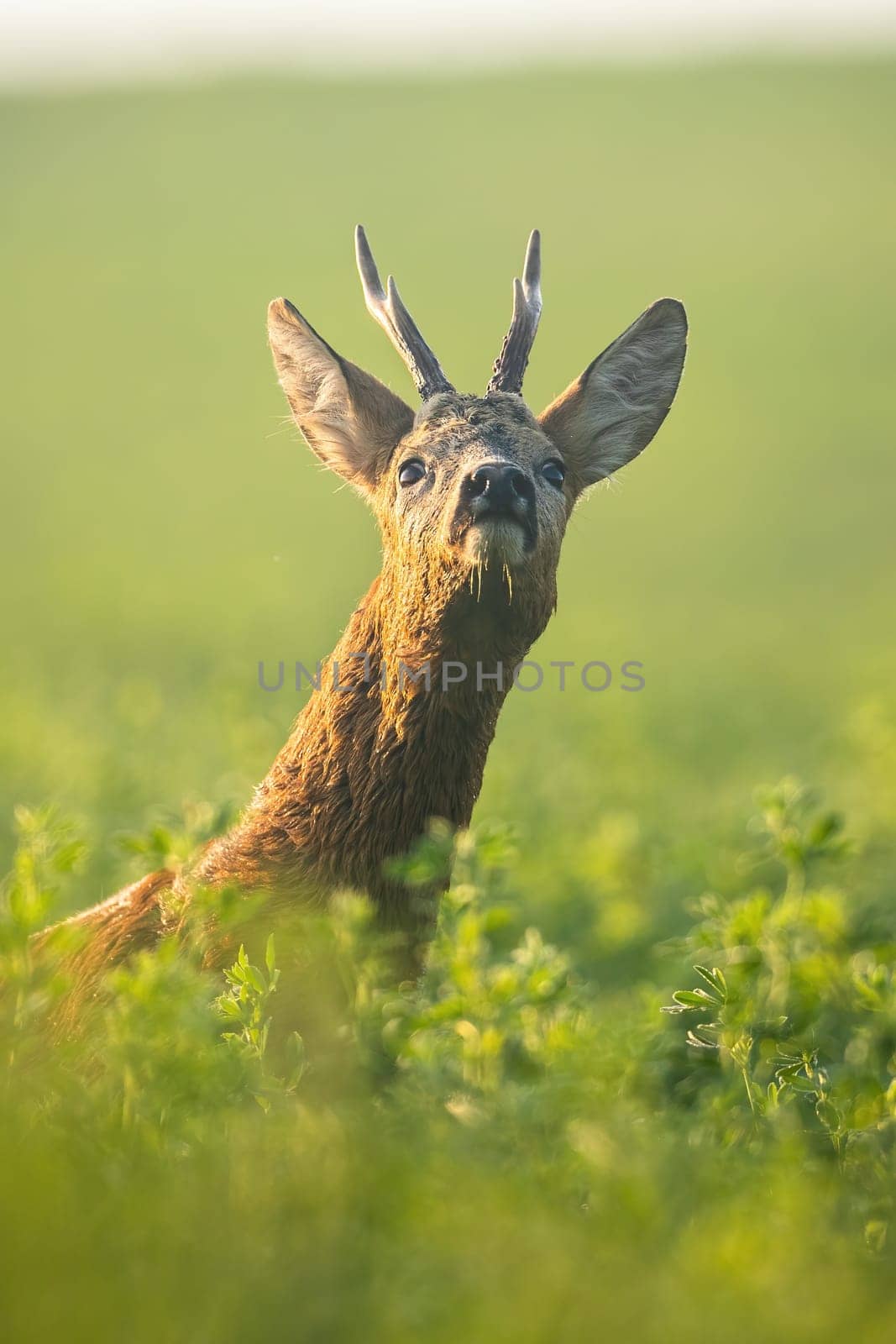 Interested roe deer, capreolus capreolus, buck sniffing with nose up on green clover field in the morning. Close-up of alert roebuck in vertical composition with copy space. Wild animal in nature.