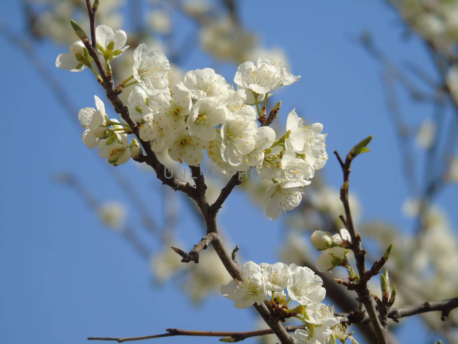 Liguria, Italy – 11/29/2019: Beautiful caption of the cherry tree and other different fruit plants with first amazing winter flowers in the village and an incredible blue sky in the background.