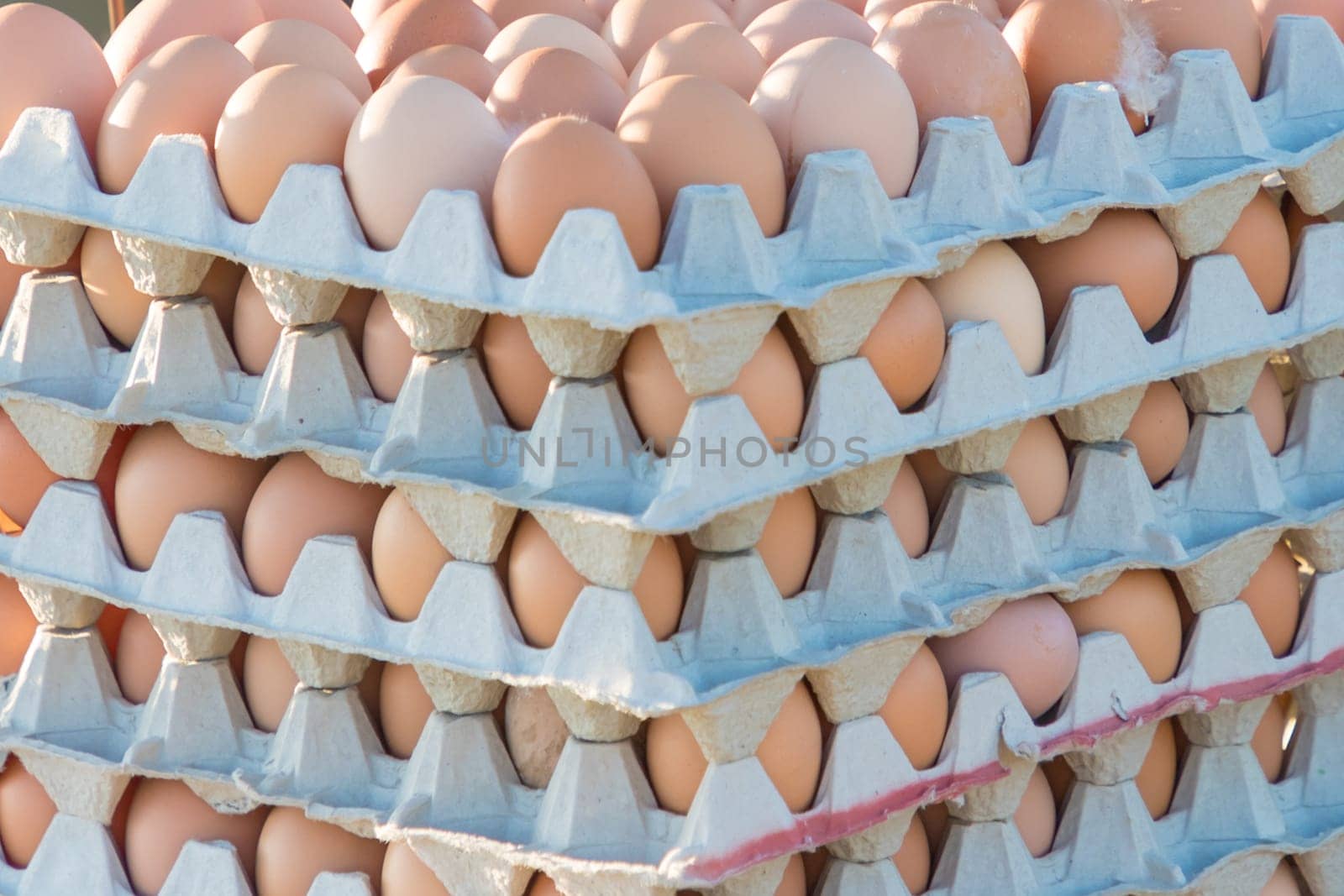 Raw egg in rows at rural agriculture wheelbarrow. Ecological animal food farming and self sufficiency by sustainable fowl livestock.