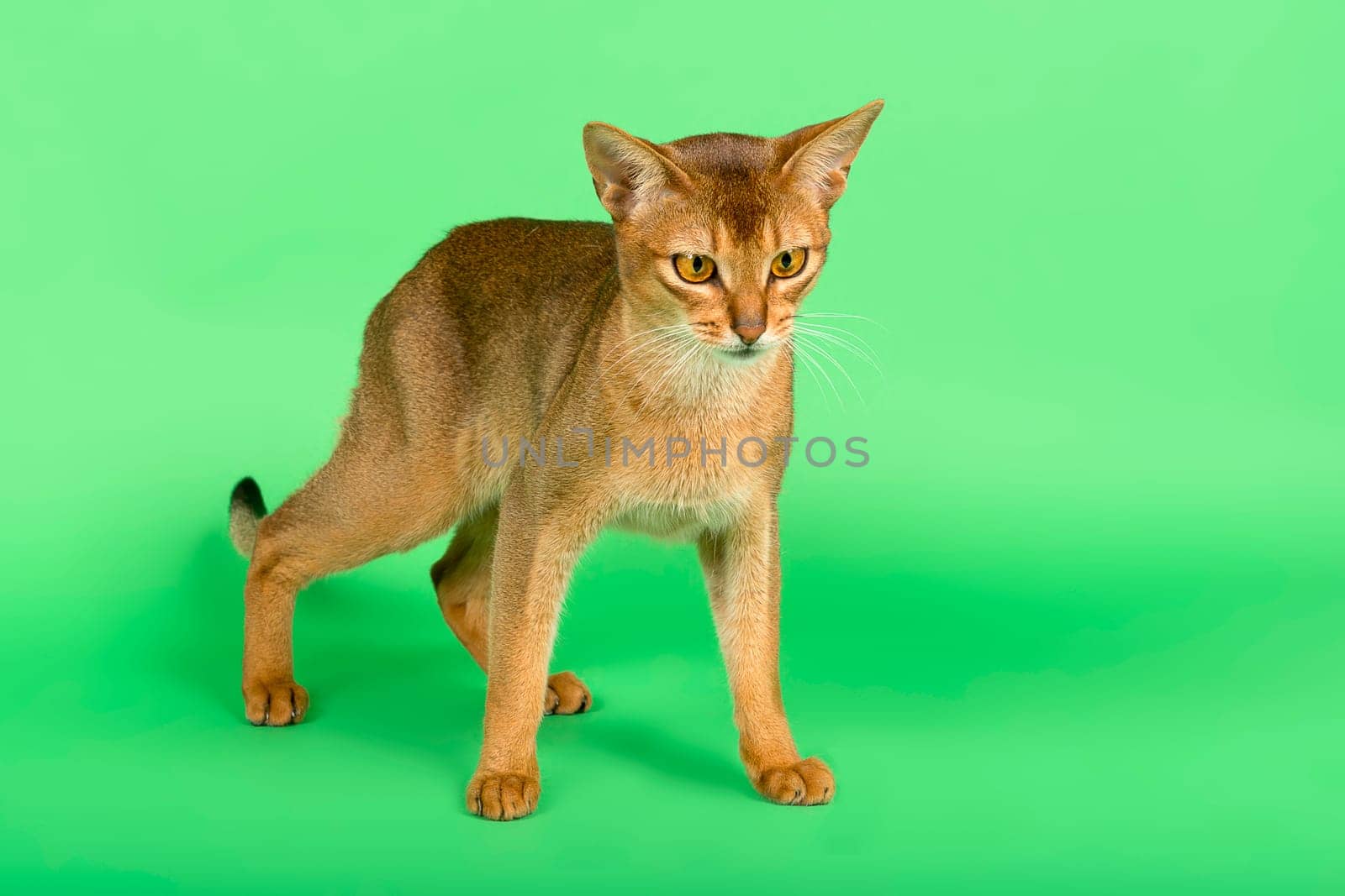Abyssinian cat (Felis silvestris catus),juvenile,wild-coloured,2 years,standing,studio recording