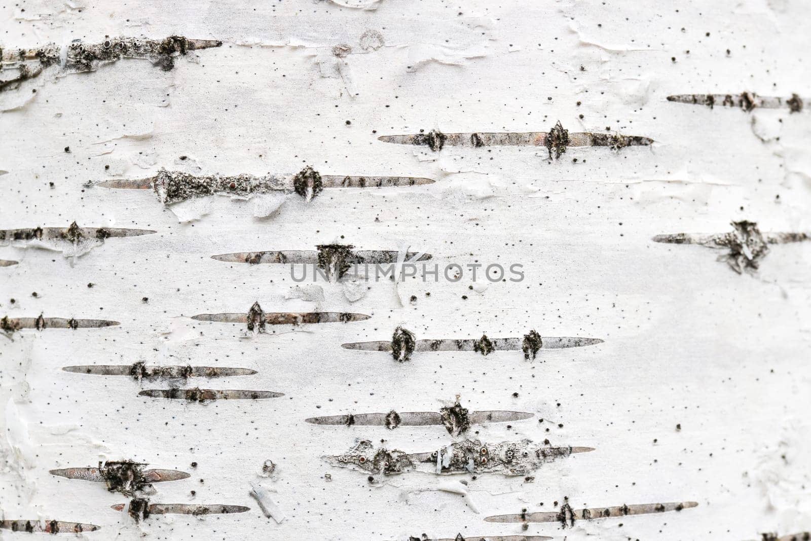 Birch tree bark texture. White trunk tree with lines background.