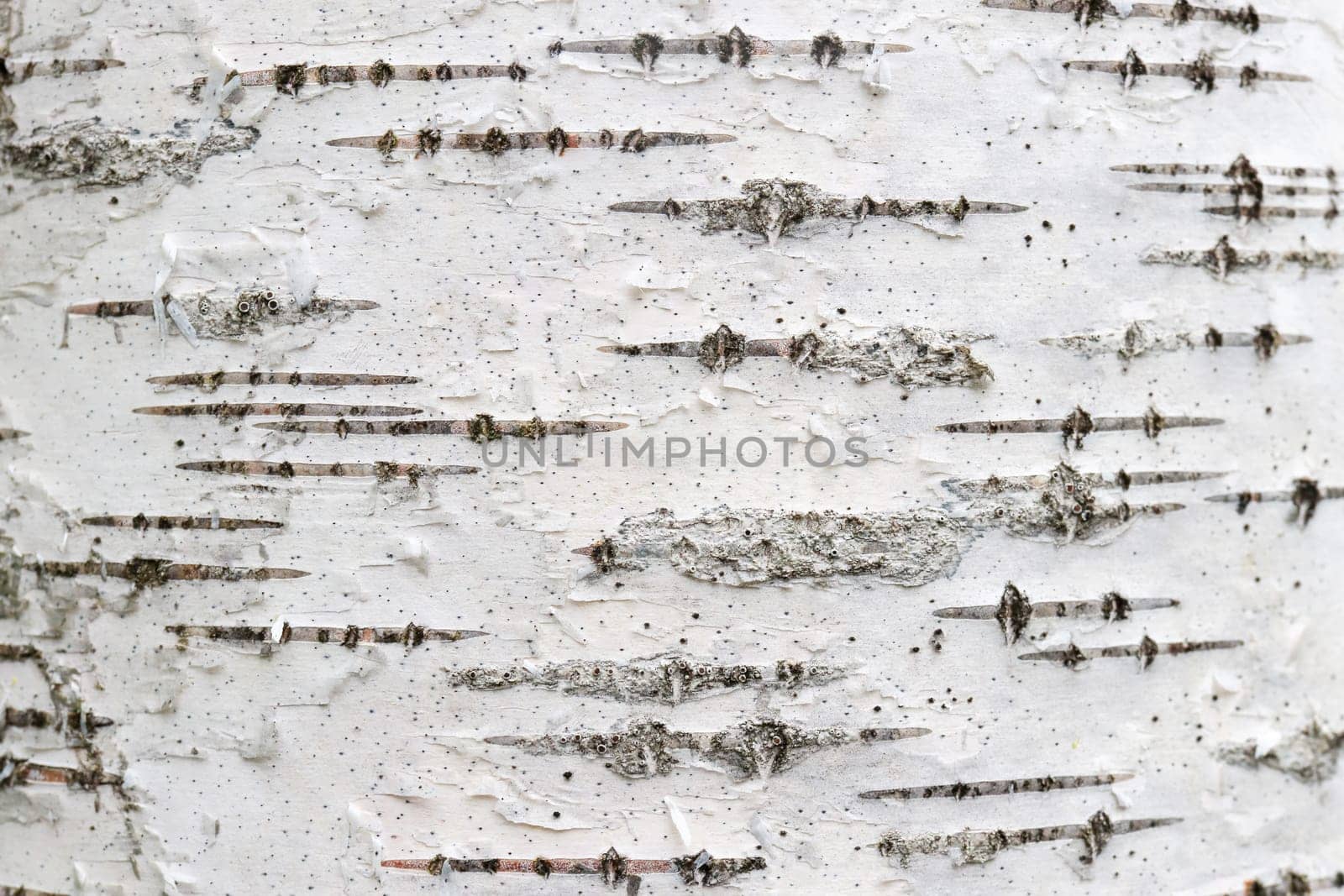 White trunk tree with lines background. Birch tree bark texture.